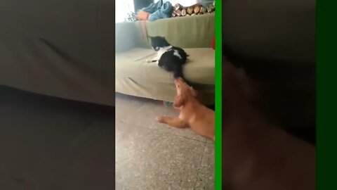 Natural cat's reaction 😂👏😍 #shorts #pet #cat #dog