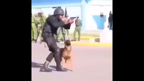 Dog is our best friend