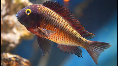 Tropheus Moorii Lufubu "Purple Rainbow" - 11/21/2024