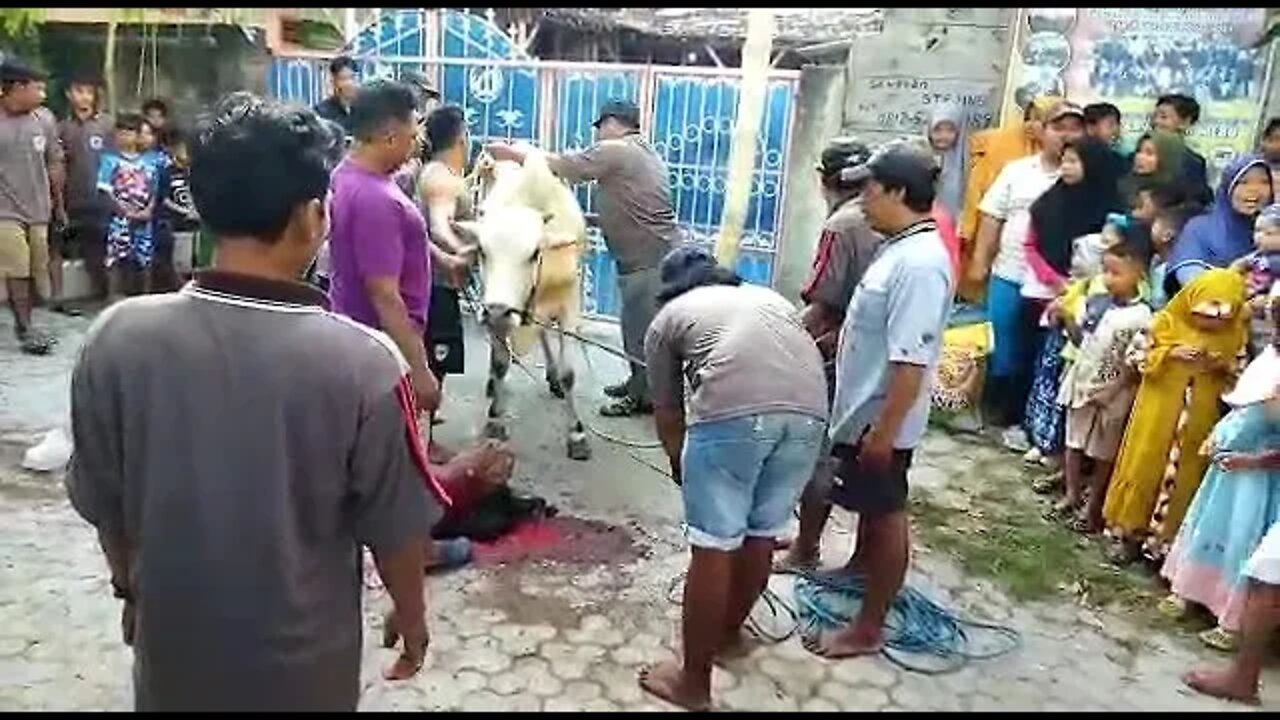 Idul Adha 1443 H/2022 M. Masjid ArRoyyan Gresik. Penyembelihan Sapi Ongole. #gresik #sapi #ongole