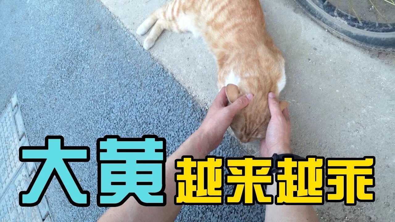 大黄在等我，撸一把！现在她吃喝不愁，更加亲人了。