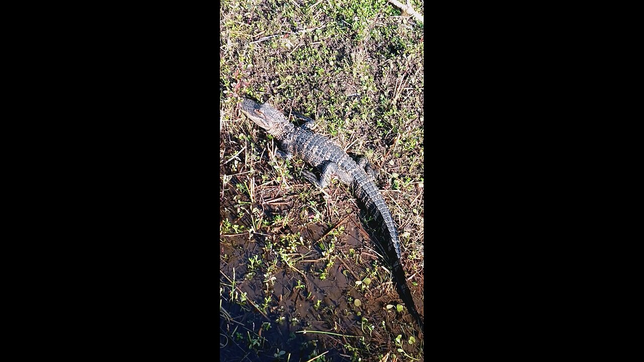 LIL ALLIGATOR