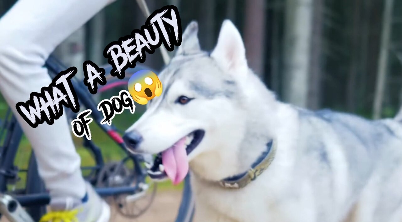 Beautiful Dog#Dogs Lover#what a beautyfull Dog#Difrent Typs of Dog#white Dog