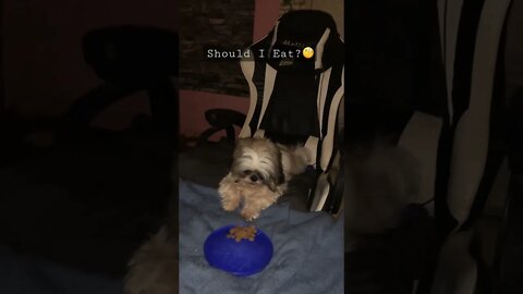 My Shih Tzu puppy's late dinner🍽🐶