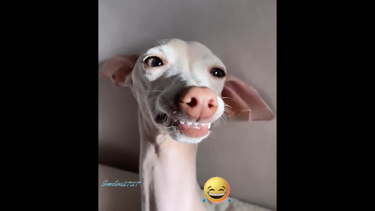 Laughing Dogs!! These Laughing Dogs Will Surely Make You Laugh 🤣