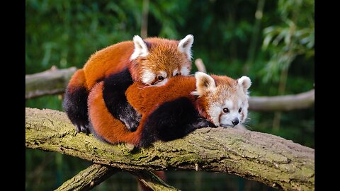 Red pandas, also known as "firefoxes," are intriguing eastern Himalayas