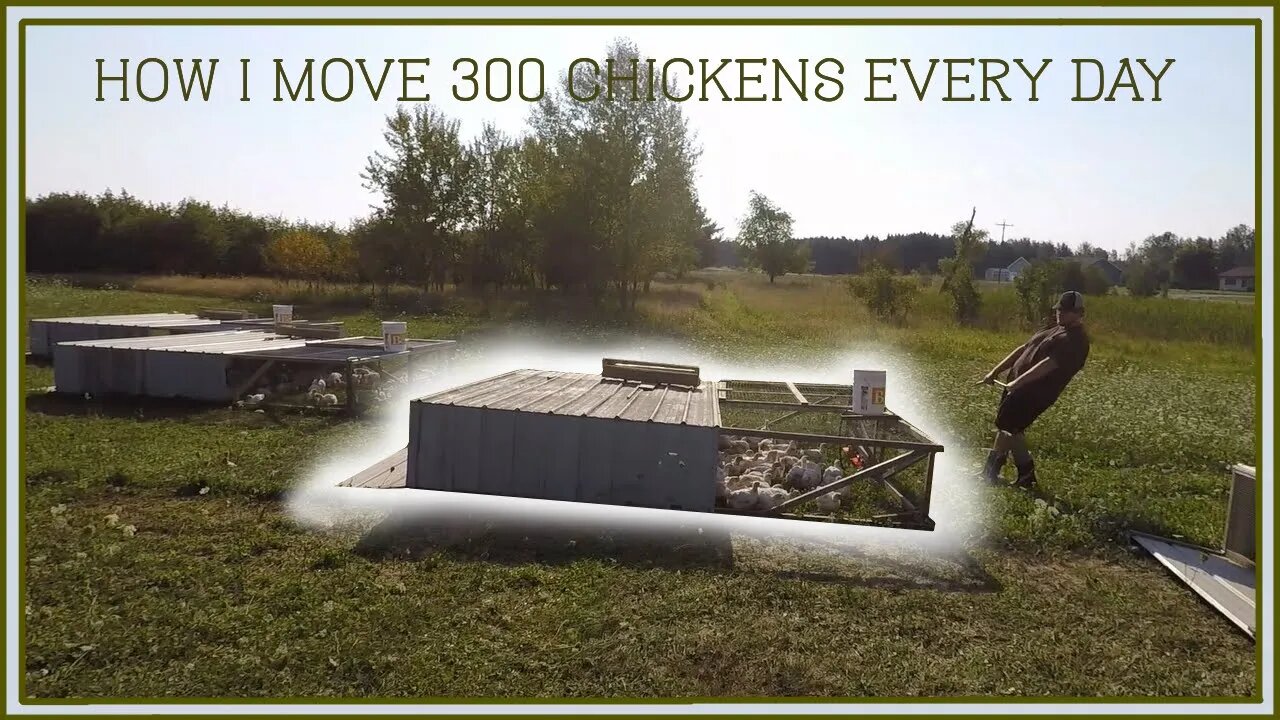 How I move 300 CHICKENS onto FRESH PASTURE every day