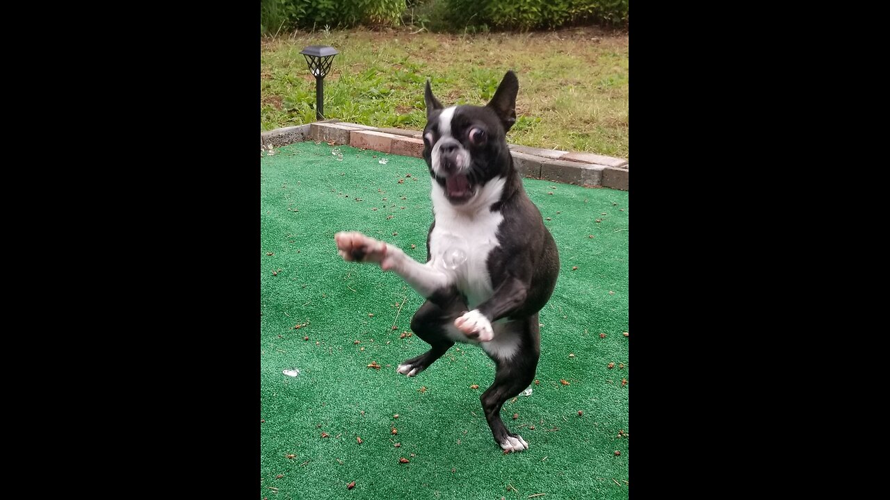 Dance Dog 2.0