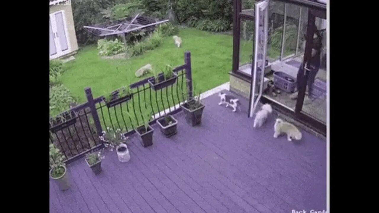 Cat Shepherds Dogs