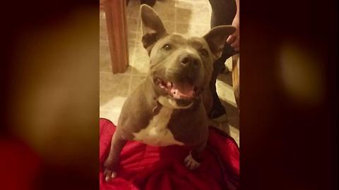 Deputy shoots and kills a Pahrump family's dog on residential alarm call