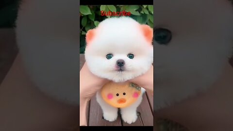 cute pomeranian