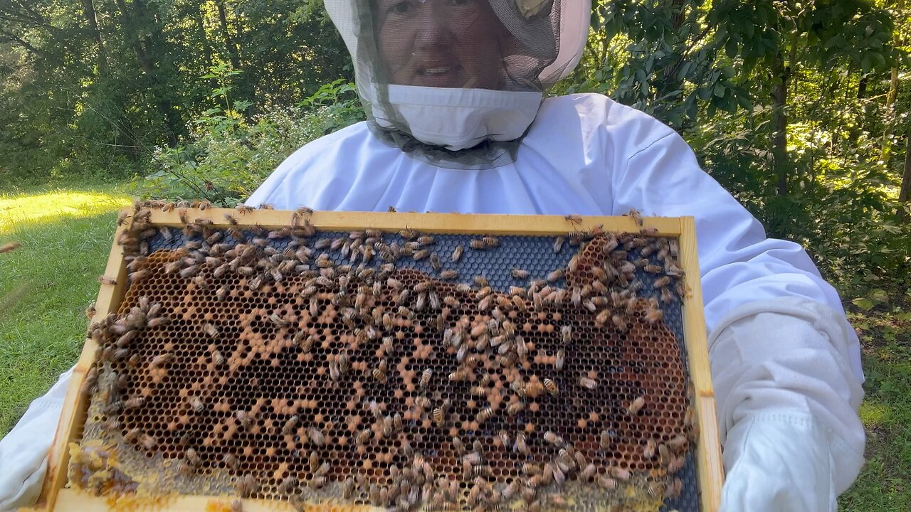 Hard Working Bees 🐝 Chamberlin Family Farms #bees #honey #farming #homesteading