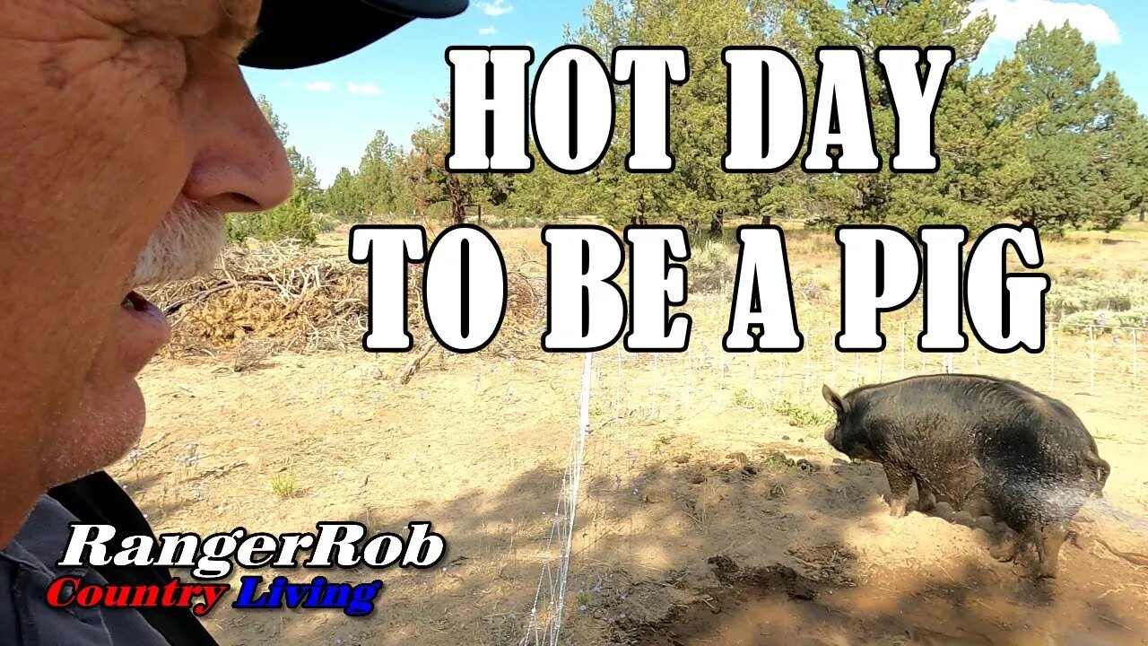 Hot Day to Be a Pig, Central Oregon is Warming Up