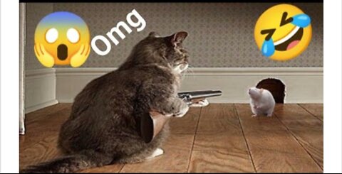 American Funny Video With Cat 🐈 Cat Video