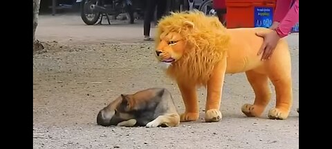 Troll prank Dog funny