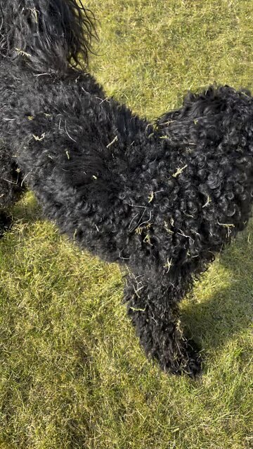 Fresh out the bath dry off on the grass XD