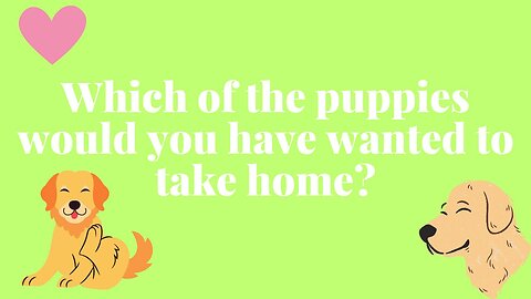 Which of the puppies would you have wanted to take home? PART 4