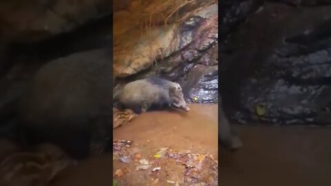 animal in Ukraine 2022 shorts