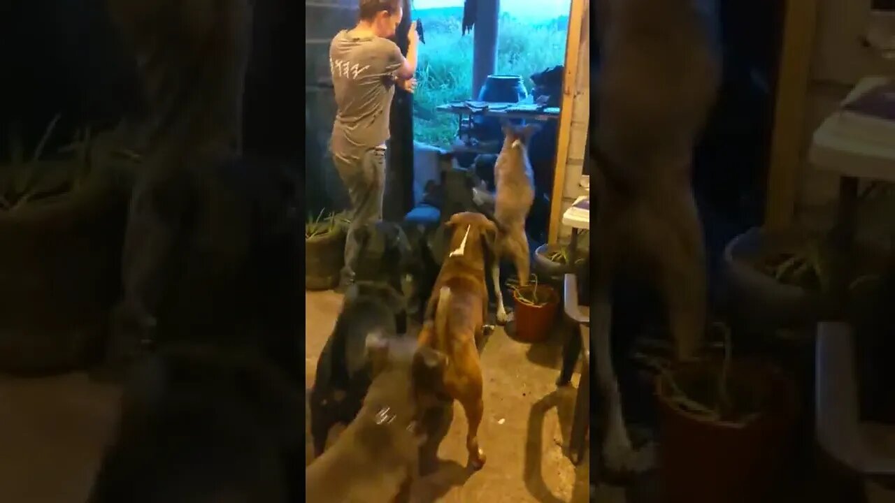How Many Dogs Can Get Through a Door at the Same Time?