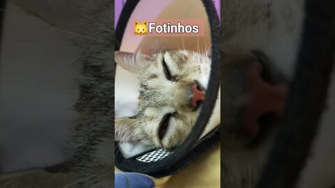 Gatos fofinho dormindo 🐱 #shorts