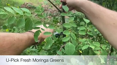 Best Side Hustle of 2023: U-Pick Fresh Moringa Greens For Extra Income