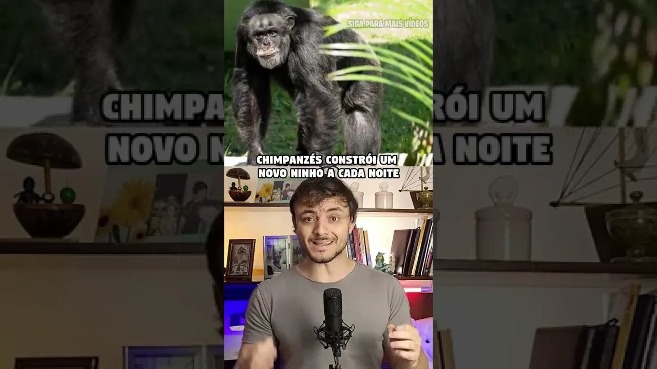 quando foi que você descobriu isso compilado 1