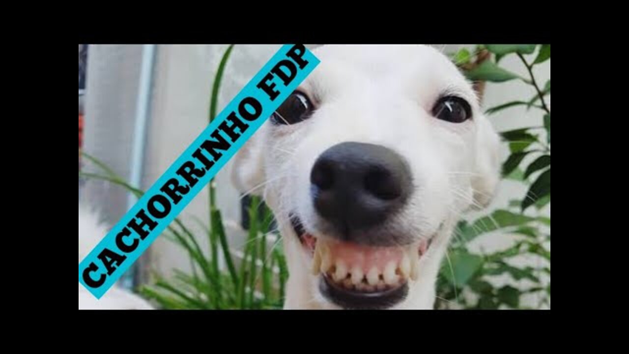 CACHORRINHO FDP COMPILATION MEME FUNK DO CACHORRINHO