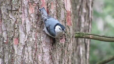 blue bird in michigan