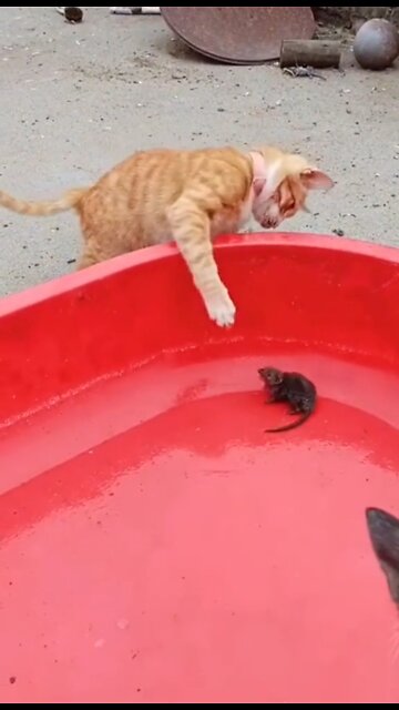 The cat attacked the little rat