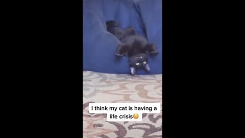 Funny cats reaction