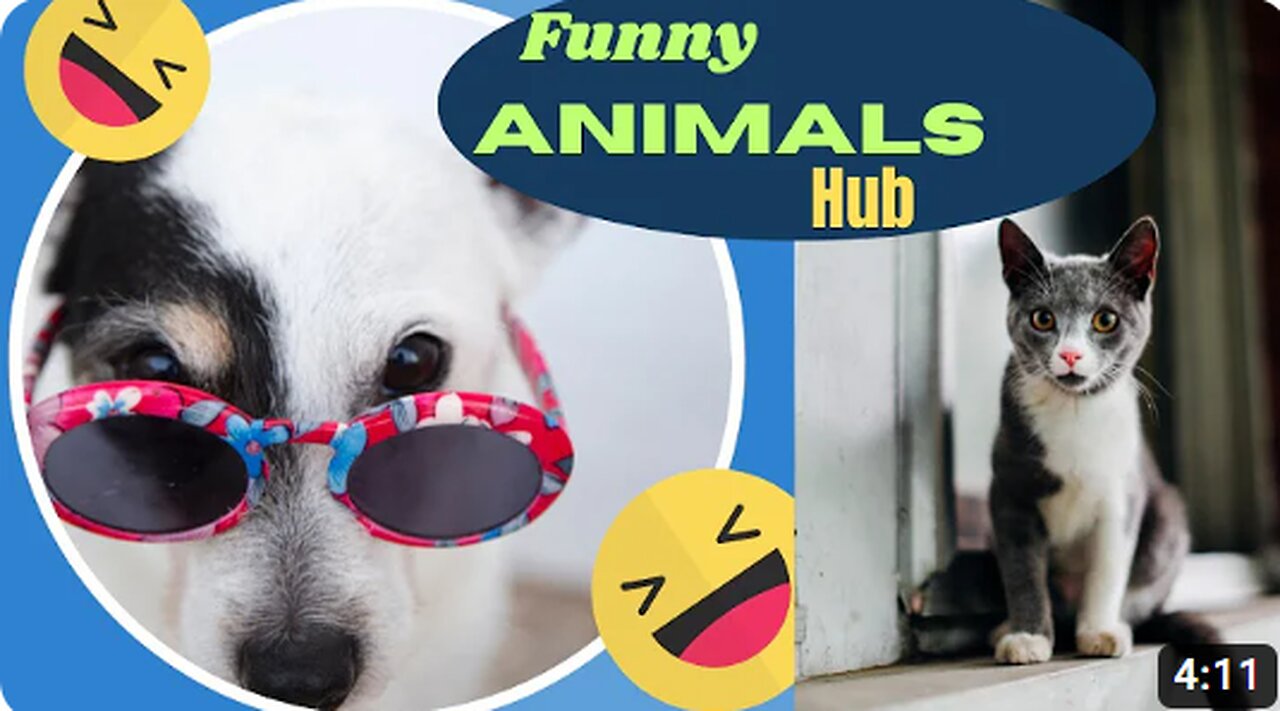 Funny animals 😄hub,funny animals club 🤣, funny animals dancing 💃😄, funny animals fighting