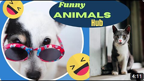 Funny animals 😄hub,funny animals club 🤣, funny animals dancing 💃😄, funny animals fighting