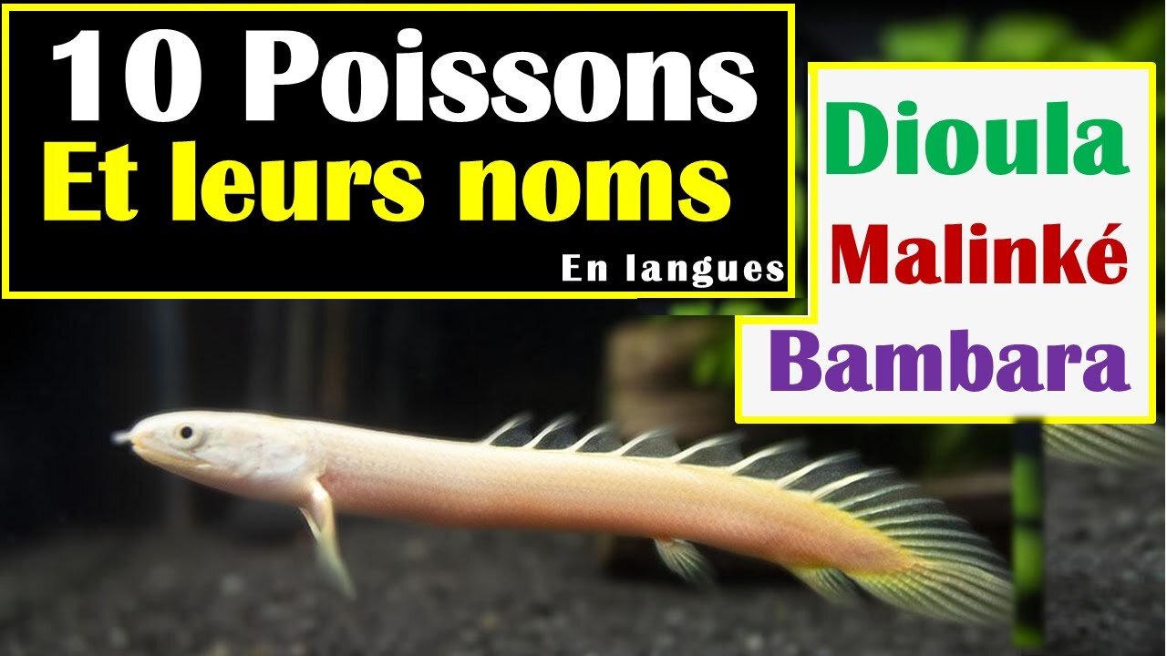 10 Poissons en Afrique et leurs noms en Dioula Bambara Malinké et noms scientifiques | Zanga School