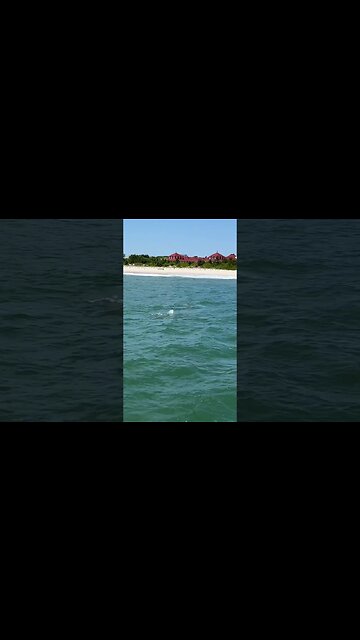 Dolphins at Cape May Lighthouse 🐬 #Shorts