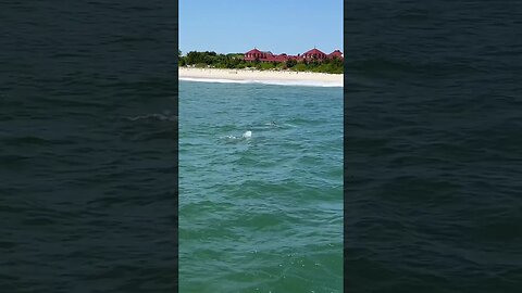 Dolphins at Cape May Lighthouse 🐬 #Shorts