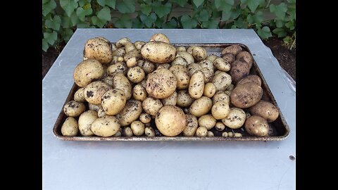 Do Potatoes Grow Well In The Shade 6/24/23