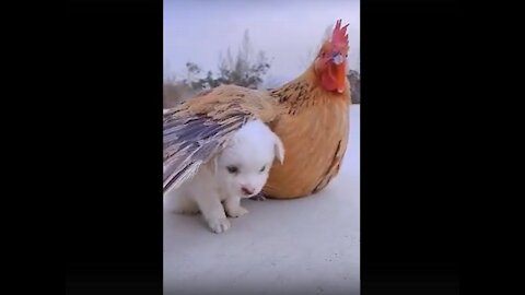 Chicken and puppy