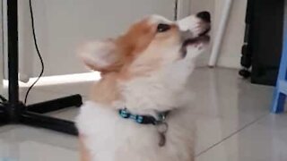 Corgi aprende a uivar com husky!