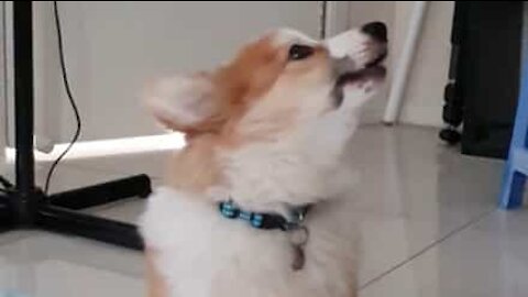 Corgi aprende a uivar com husky!