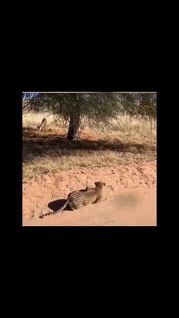 CHEETAH VS GAZZELLE