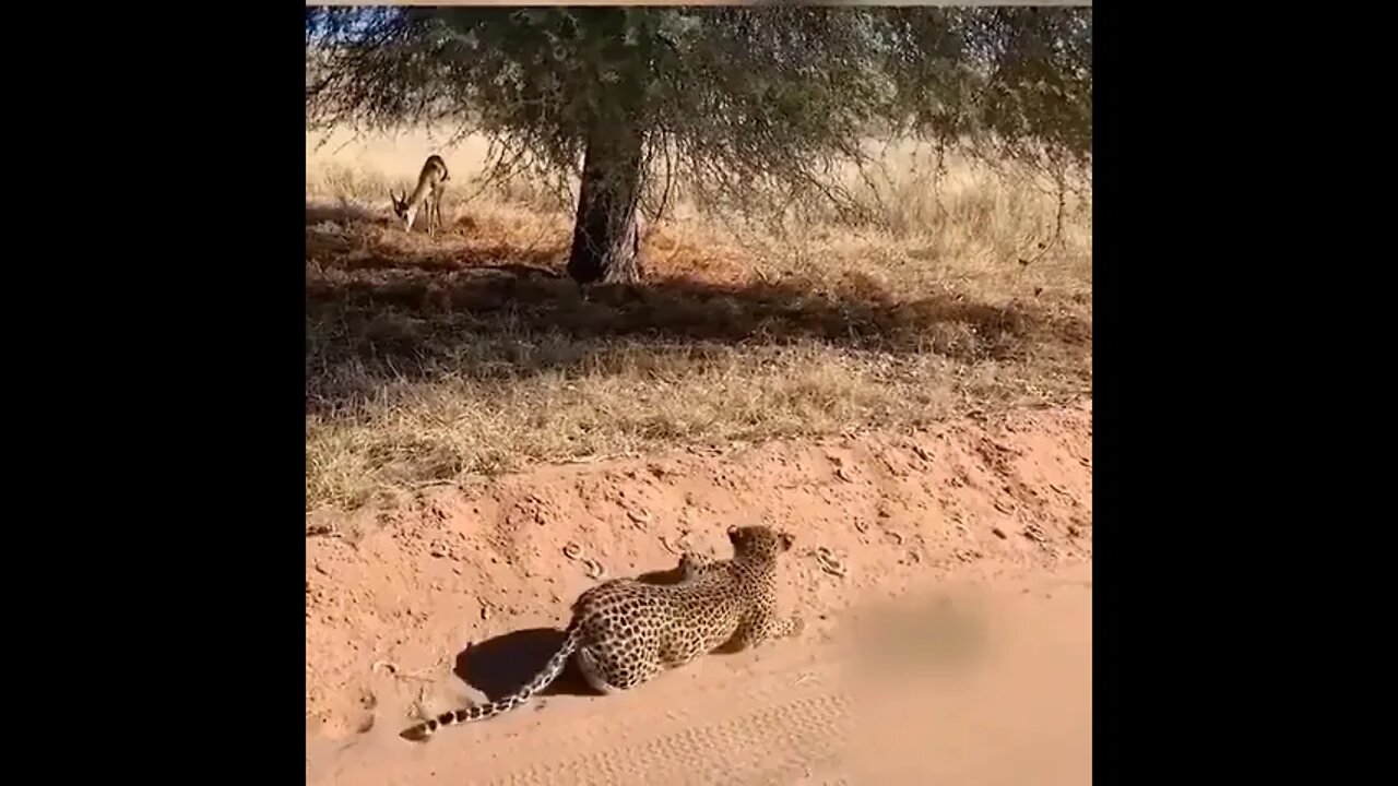 CHEETAH VS GAZZELLE