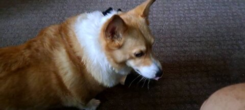 Corgi hears the dinner bell