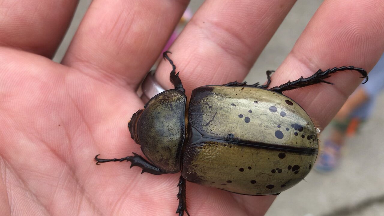 What kind of beetle is this?