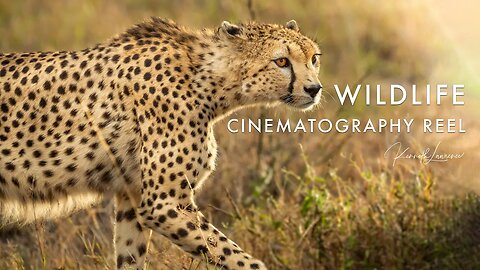 Kenneth Lawrence 2021 WILDLIFE CINEMATOGRAPHY Showreel - Beauty In The Beast