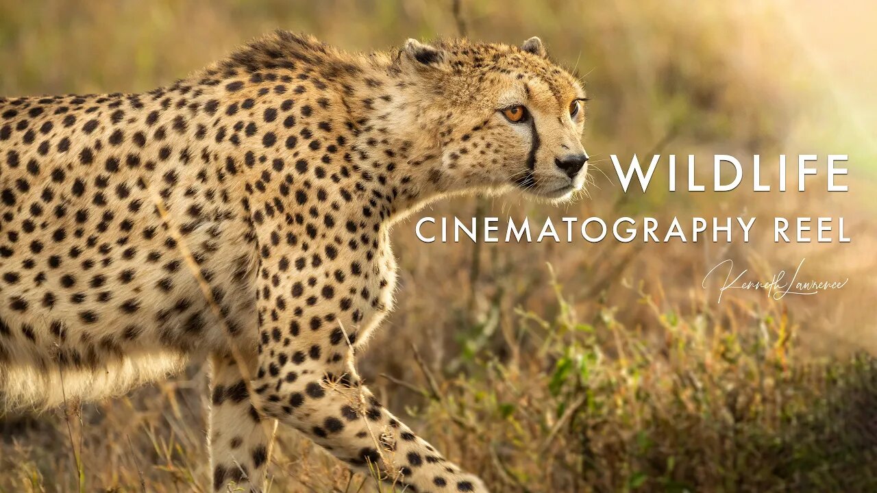 Kenneth Lawrence 2021 WILDLIFE CINEMATOGRAPHY Showreel - Beauty In The Beast