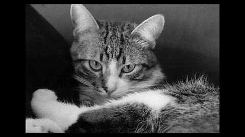 Cat Photos