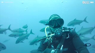 Un plongeur prend un selfie au milieu d'un banc de poissons