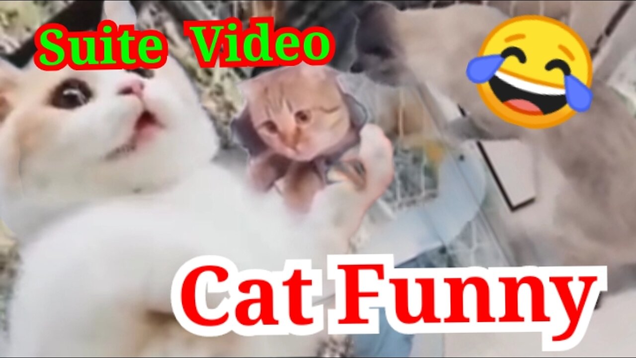 Funny Cats Videos 2024 Best Funniest Animal Videos Of The...