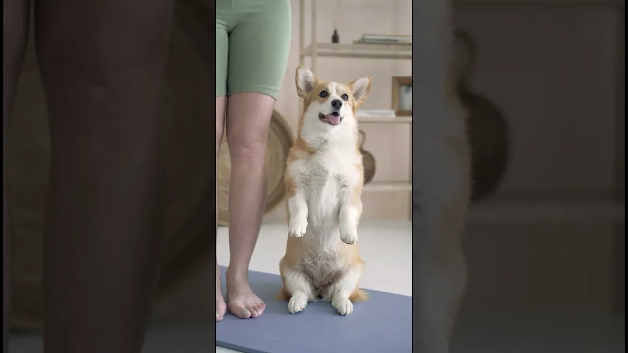 🌿Funny animals composition 🦢🐇🐧🦆🐈🐩 many animals with fun🌿