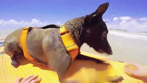 BÓIA : DIA DE SURF